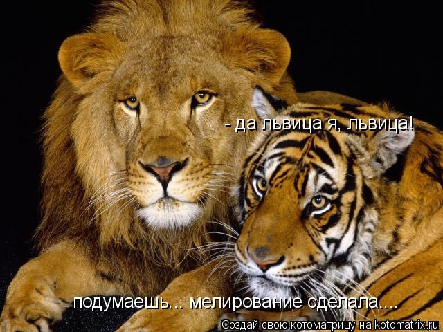 Котоматрица: - да львица я, львица! подумаешь... мелирование сделала....