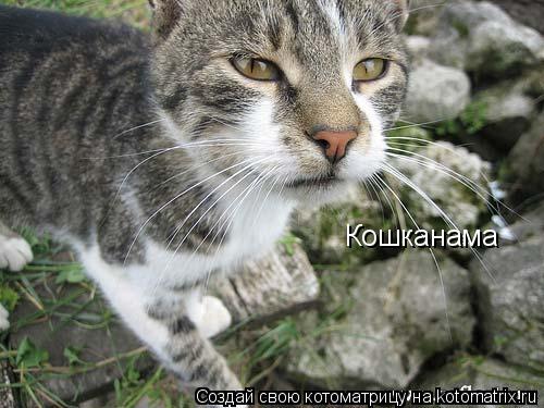 Кошканама... Котоматрица: Кошканама