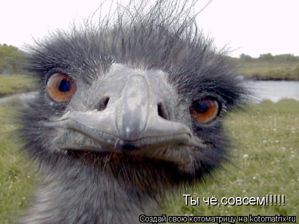Котоматрица: Ты чё,совсем!!!!!