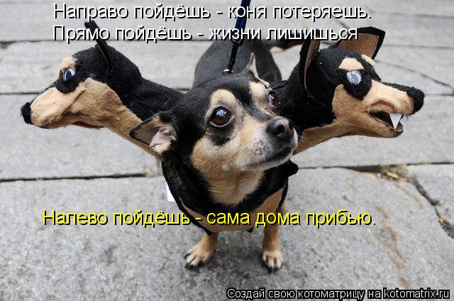 Направо пойдёшь - коня потеряешь. Прямо пойдёшь - жизни лишишься Налево пойдёшь - сама дома прибью.... Котоматрица: Направо пойдёшь - коня потеряешь. Прямо пойдёшь - жизни лишишься Налево пойдёшь - сама дома прибью.