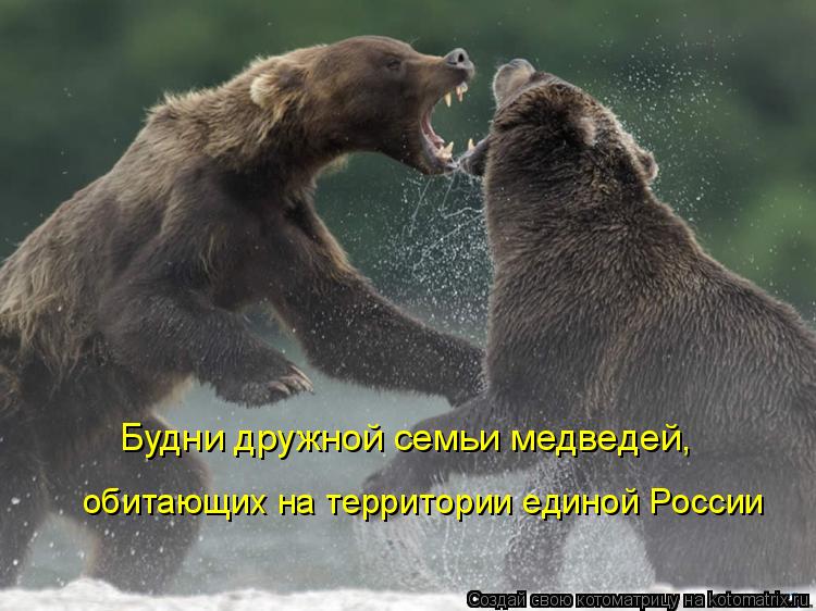 Котоматрица: Будни дружной семьи медведей,  обитающих на территории единой России
