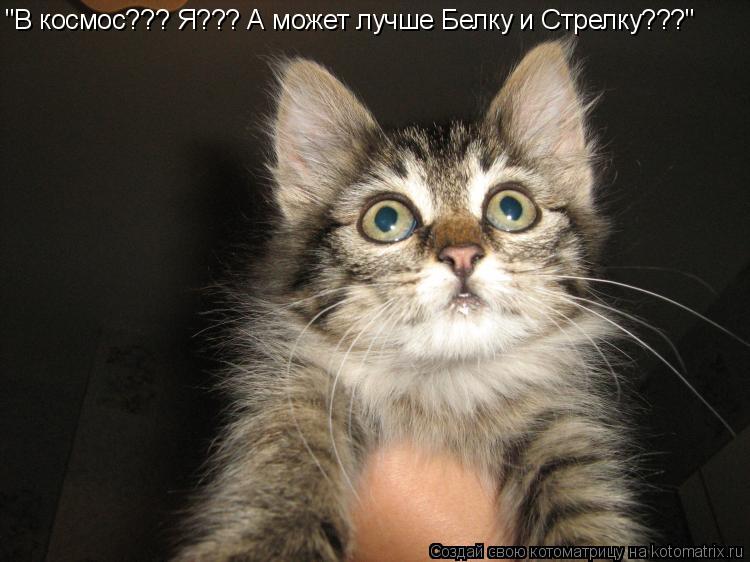 "В космос??? Я??? А может лучше Белку и Стрелку???"... Котоматрица: "В космос??? Я??? А может лучше Белку и Стрелку???"