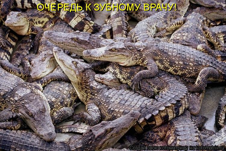 Котоматрица: ОЧЕРЕДЬ К ЗУБНОМУ ВРАЧУ!