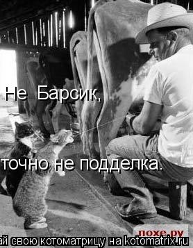 Котоматрица: Не  Барсик,  точно не подделка.