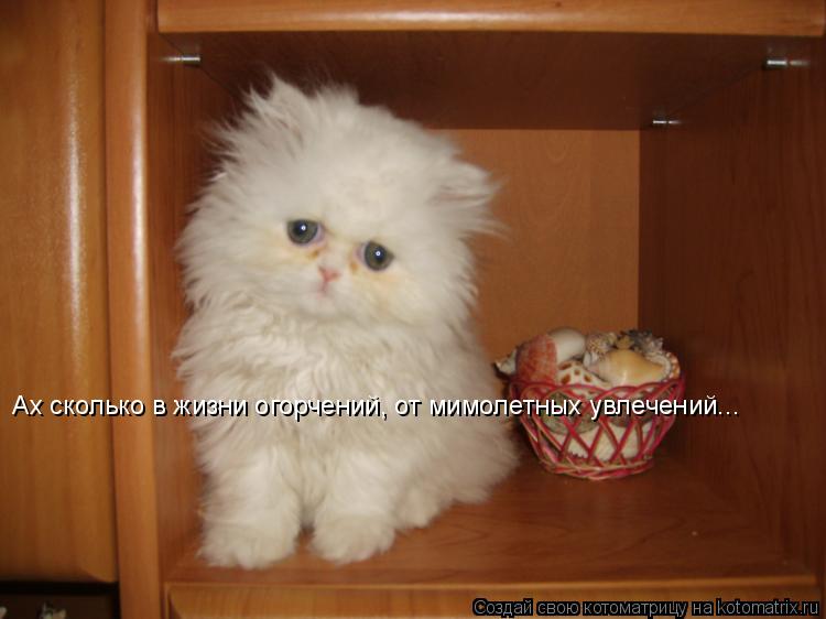 Котоматрица: Ах сколько в жизни огорчений, от мимолетных увлечений...