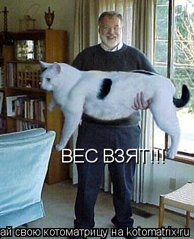 ВЕС ВЗЯТ!!!... Котоматрица: ВЕС ВЗЯТ!!!