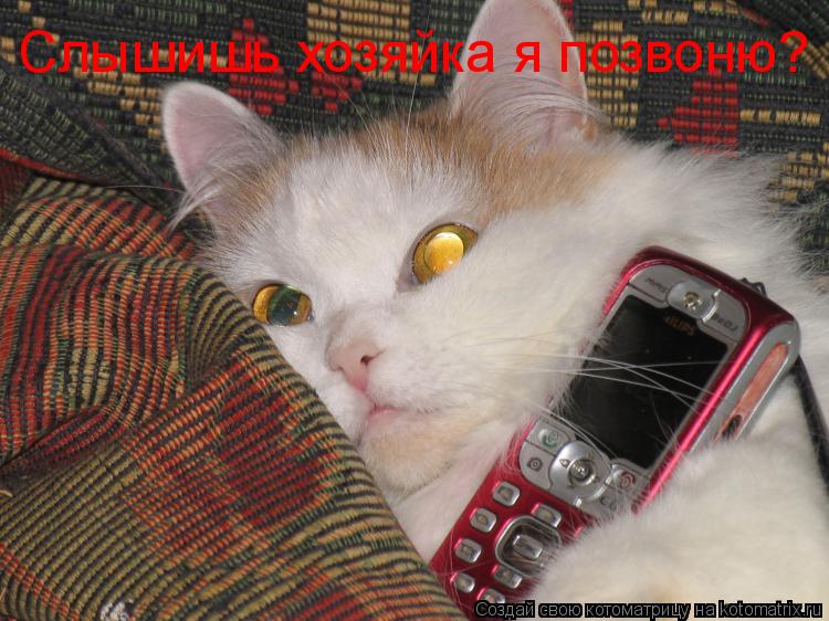 Котоматрица: Слышишь хозяйка я позвоню?