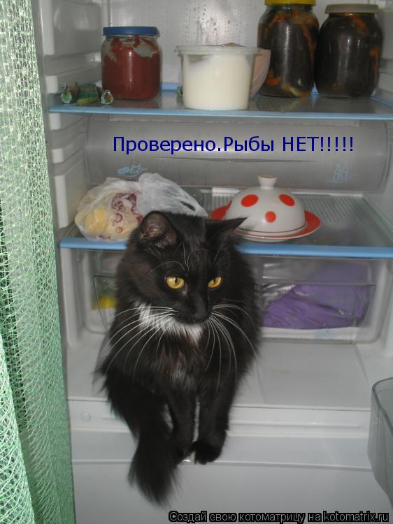 Проверено.Рыбы НЕТ!!!!!... Котоматрица: Проверено.Рыбы НЕТ!!!!!