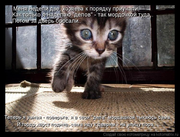 Котоматрица: Меня недели две, хозяева к порядку приучали, Как только я наделаю "делов" - так мордочкой туда..   Потом за дверь бросали.. Теперь я умная - пове