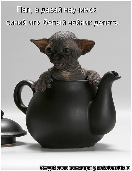 Котоматрица: Пап, а давай научимся  синий или белый чайник делать.