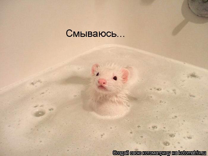 Котоматрица: Смываюсь...