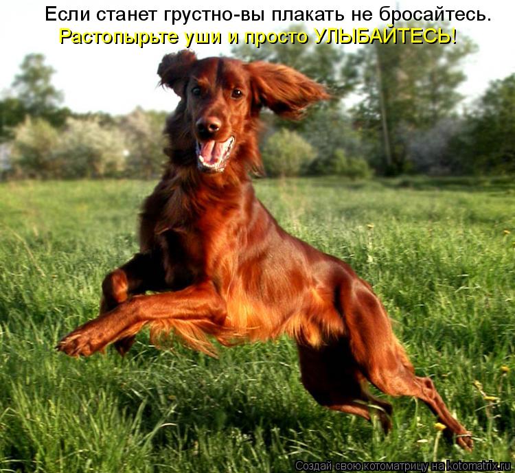 Если станет грустно-вы плакать не бросайтесь. Растопырьте уши и просто УЛЫБАЙТЕСЬ!... Котоматрица: Если станет грустно-вы плакать не бросайтесь. Растопырьте уши и просто УЛЫБАЙТЕСЬ!