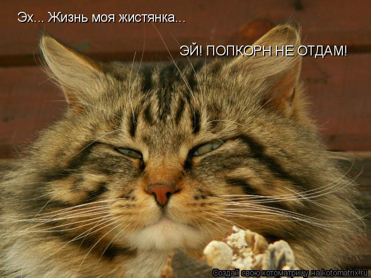 Котоматрица: Эх... Жизнь моя жистянка...  ЭЙ! ПОПКОРН НЕ ОТДАМ!