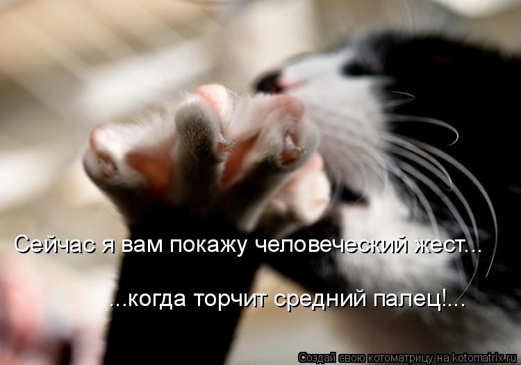 Сейчас я вам покажу человеческий жест... ...когда торчит средний палец!...... Котоматрица: Сейчас я вам покажу человеческий жест... ...когда торчит средний палец!...