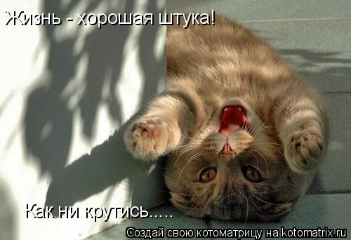 Жизнь - хорошая штука! Как ни крутись........ Котоматрица: Жизнь - хорошая штука! Как ни крутись.....