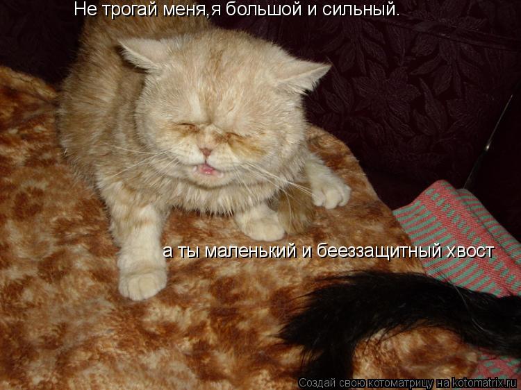 Не трогай меня,я большой и сильный. а ты маленький и бееззащитный хвост... Котоматрица: Не трогай меня,я большой и сильный. а ты маленький и бееззащитный хвост