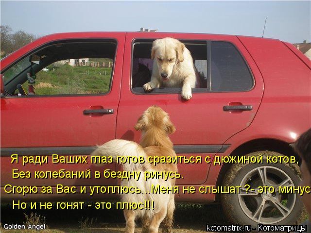 Я ради Ваших глаз готов сразиться с дюжиной котов, Без колебаний в бездну ринусь. Но и не гонят - это... Котоматрица: Я ради Ваших глаз готов сразиться с дюжиной котов, Без колебаний в бездну ринусь. Но и не гонят - это плюс!!! Сгорю за Вас и утоплюсь...Меня не с