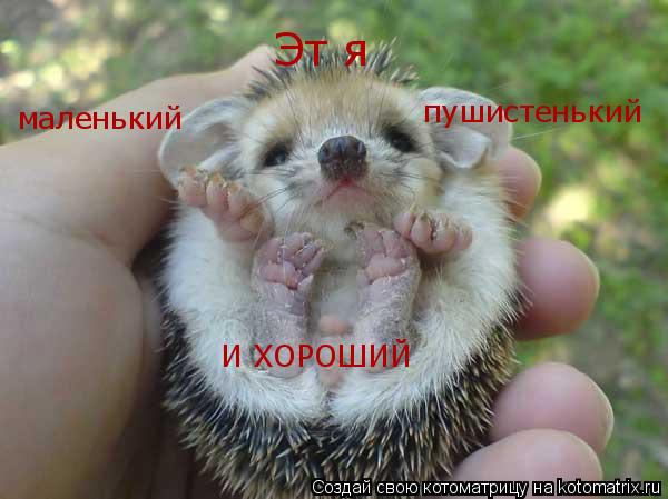 Котоматрица: Эт я  Эт я  маленький пушистенький И ХОРОШИЙ