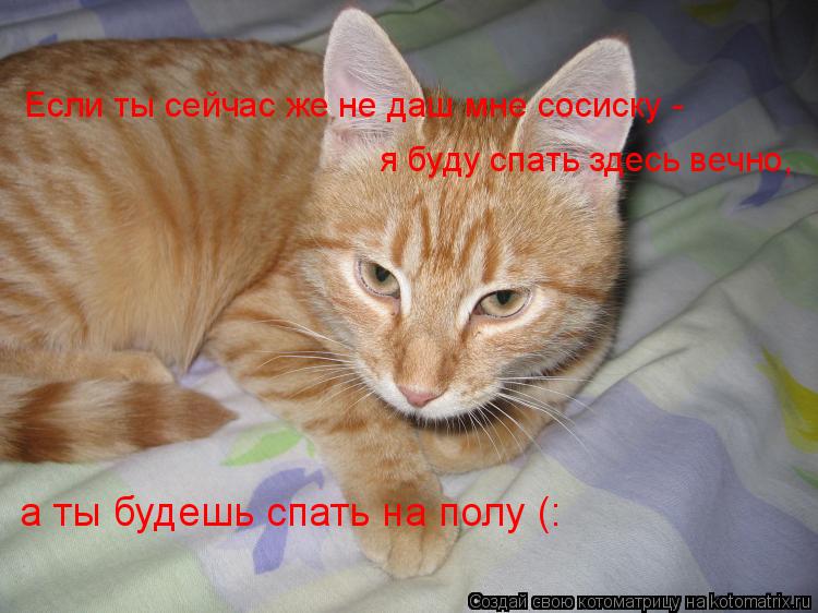 Если ты сейчас же не даш мне сосиску - я буду спать здесь вечно, а ты будешь спать на полу (:... Котоматрица: Если ты сейчас же не даш мне сосиску - я буду спать здесь вечно, а ты будешь спать на полу (: