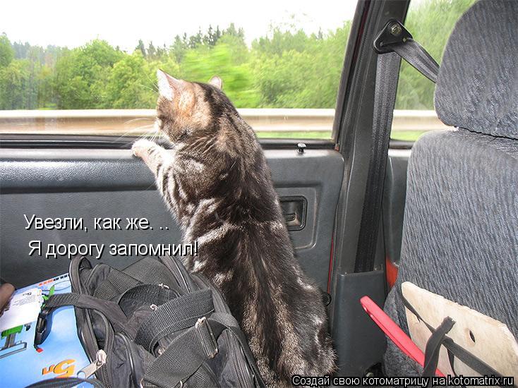 Увезли, как же. .. Я дорогу запомнил!... Котоматрица: Увезли, как же. .. Я дорогу запомнил!
