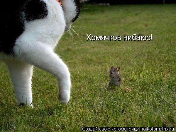 Хомячков нибаюс!... Котоматрица: Хомячков нибаюс!