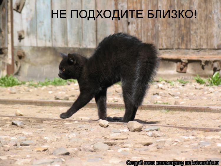 Котоматрица: НЕ ПОДХОДИТЕ БЛИЗКО!
