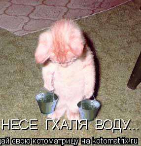 НЕСЕ ГХАЛЯ ВОДУ...... Котоматрица: НЕСЕ ГХАЛЯ ВОДУ...