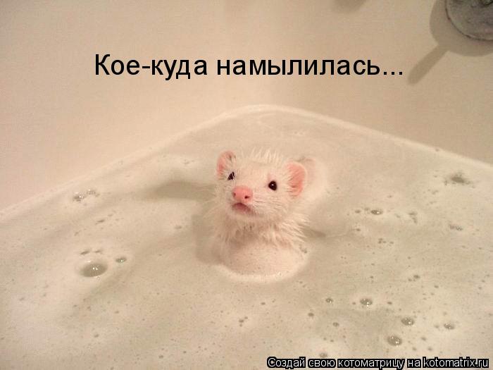 Котоматрица: Кое-куда намылилась...