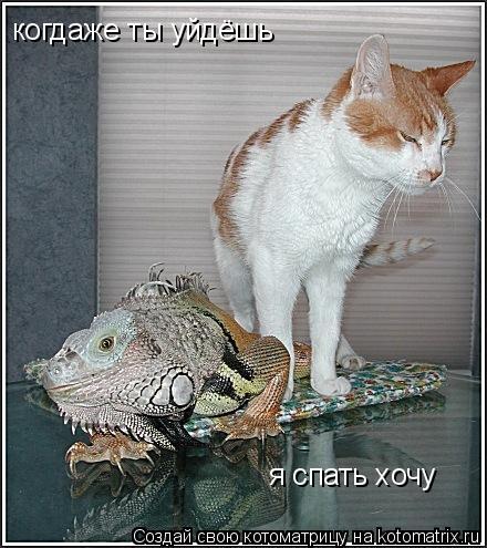 Котоматрица: когдаже ты уйдёшь я спать хочу