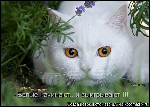 - Белые начинают...и выигрывают !!!... Котоматрица: - Белые начинают...и выигрывают !!!