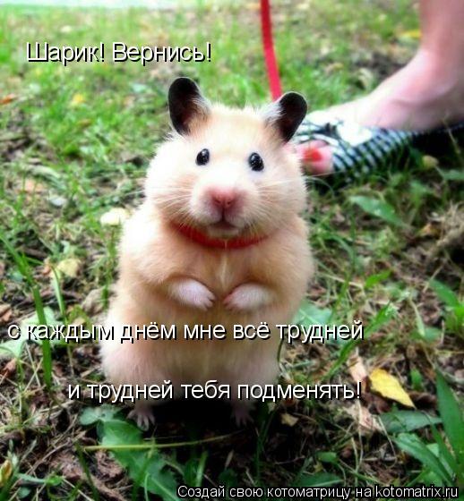 Котоматрица: Шарик! Вернись!  с каждым днём мне всё трудней и трудней тебя подменять!