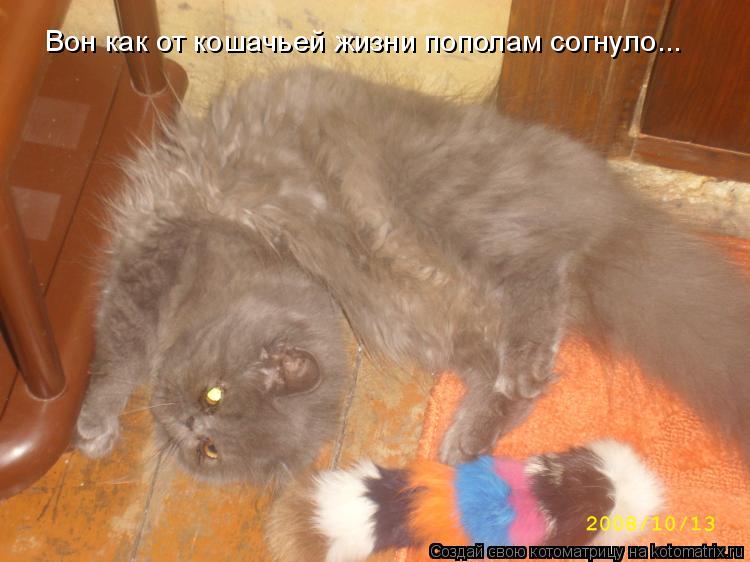 Вон как от кошачьей жизни пополам согнуло...... Котоматрица: Вон как от кошачьей жизни пополам согнуло...