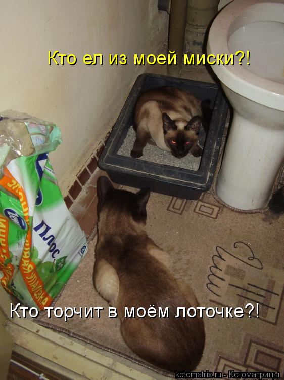 Кто ел из моей миски?! Кто торчит в моём лоточке?!... Котоматрица: Кто ел из моей миски?! Кто торчит в моём лоточке?!