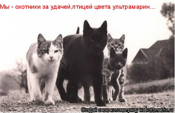 Котоматрица: Мы - охотники за удачей,птицей цвета ультрамарин...