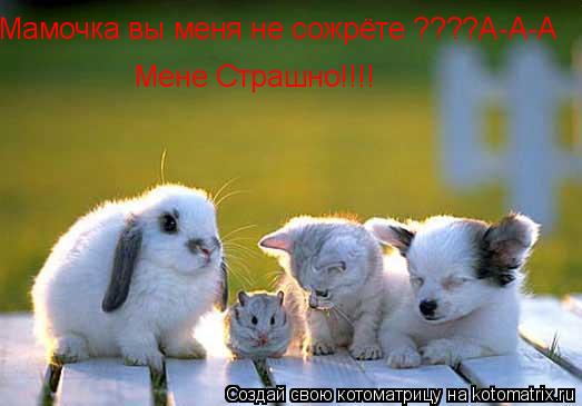 Котоматрица: Мамочка вы меня не сожрёте ????А-А-А  Мене Страшно!!!!