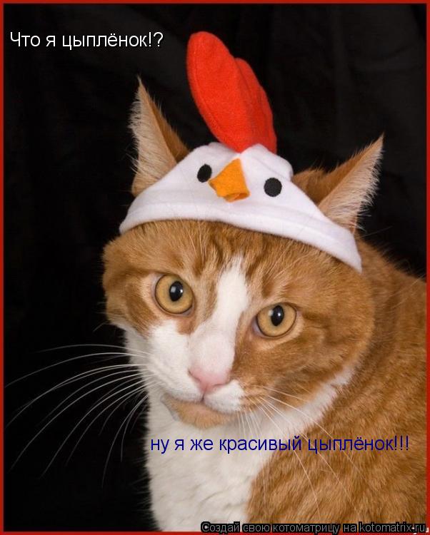 Котоматрица: Что я цыплёнок!? ну я же красивый цыплёнок!!!