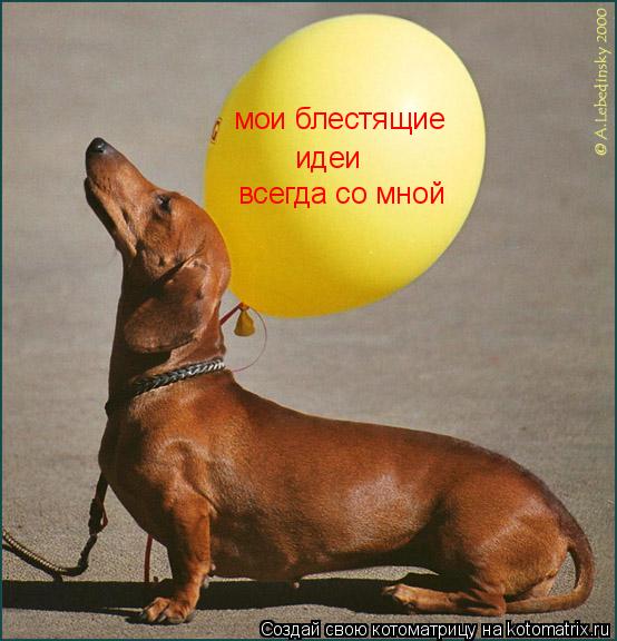 Котоматрица: всегда со мной идеи мои блестящие