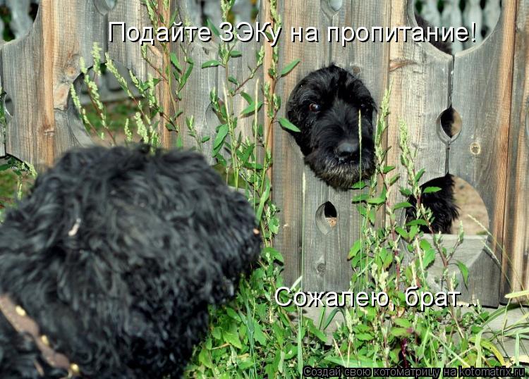 Подайте ЗЭКу на пропитание! Сожалею, брат...... Котоматрица: Подайте ЗЭКу на пропитание! Сожалею, брат...
