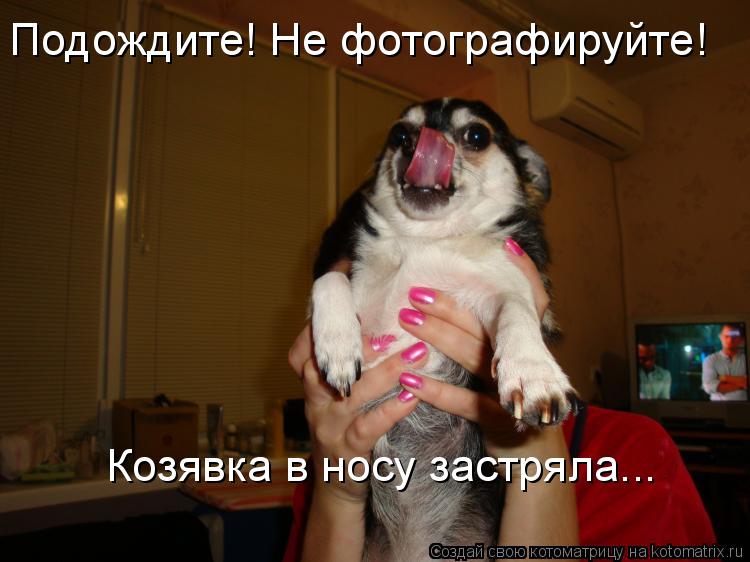 Подождите! Не фотографируйте! Козявка в носу застряла...... Котоматрица: Подождите! Не фотографируйте! Козявка в носу застряла...