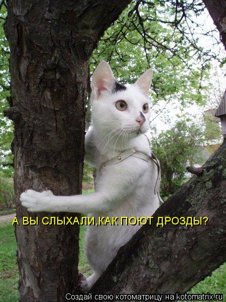 Котоматрица: А ВЫ СЛЫХАЛИ,КАК ПОЮТ ДРОЗДЫ?