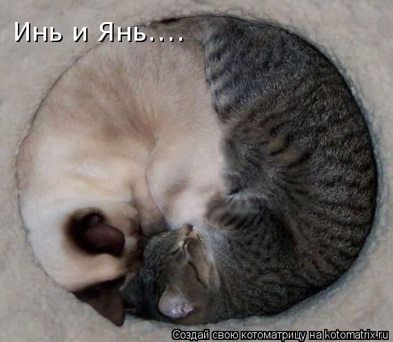 Котоматрица: Инь и Янь....