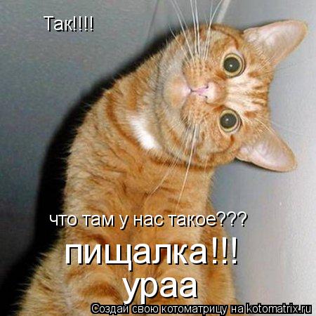 Котоматрица: Так!!!! что там у нас такое??? пищалка!!! ураа