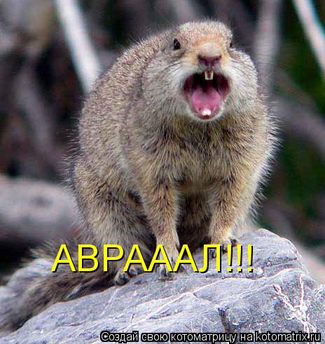 Котоматрица: АВРАААЛ!!!