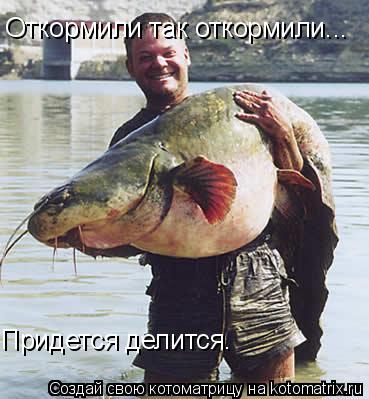 Котоматрица: Откормили так откормили... Придется делится.