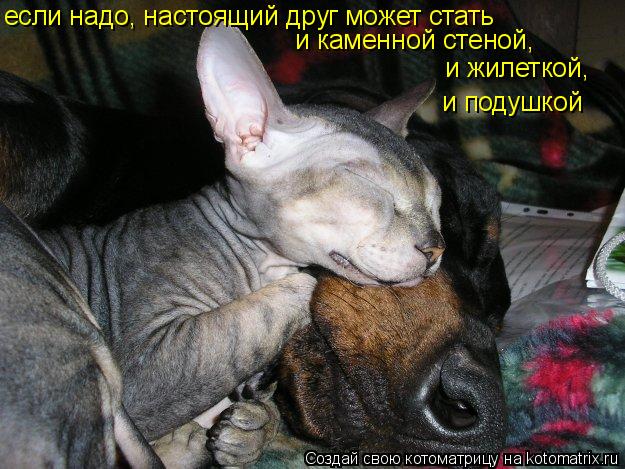 Котоматрица: если надо, настоящий друг может стать и каменной стеной, и жилеткой, и подушкой