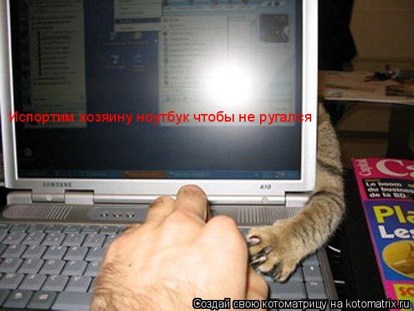 Испортим хозяину ноутбук чтобы не ругался... Котоматрица: Испортим хозяину ноутбук чтобы не ругался