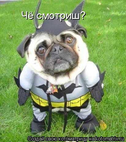 Котоматрица: Чё смотриш?