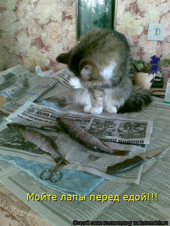 Мойте лапы перед едой!!!... Котоматрица: Мойте лапы перед едой!!!