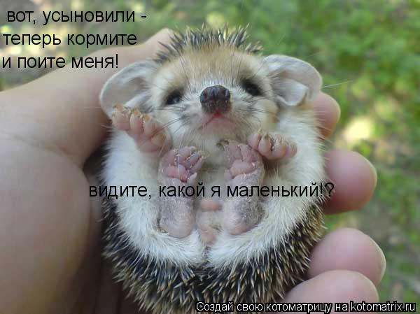 Котоматрица: вот, усыновили -  теперь кормите и поите меня! видите, какой я маленький!?