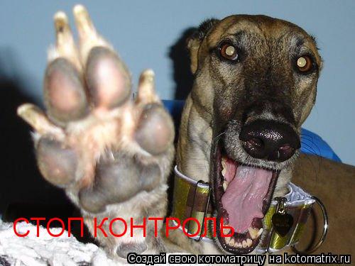 Котоматрица: СТОП КОНТРОЛЬ